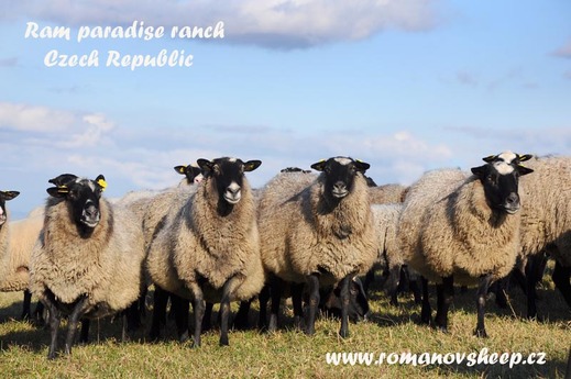 our herd Romanov sheep 