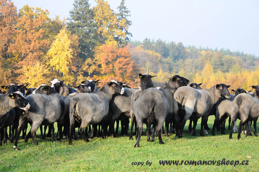romanov sheep in the autumn