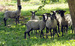 ewes for Boric HR.jpg