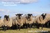 Ewes Romanov sheep.jpg