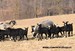 lambs Romanov sheep