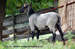 our young ram 5 month old.jpg