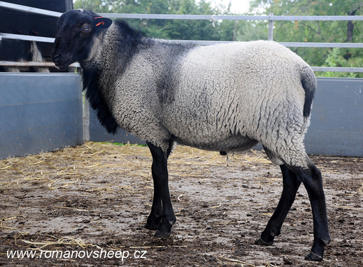 ROMANOV RAM
