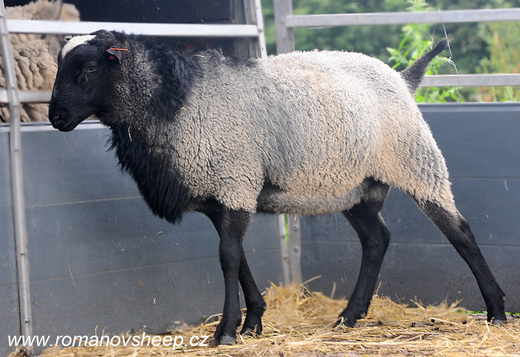 ROMANOV RAM
