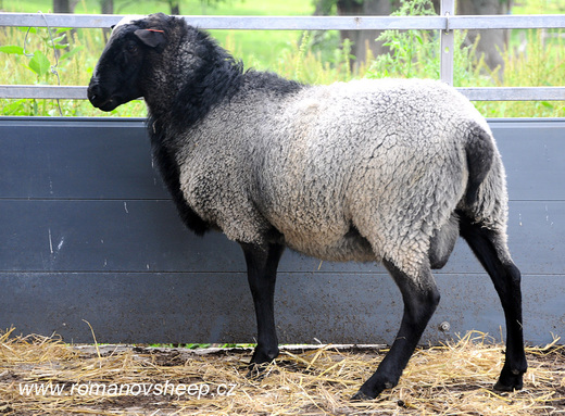 ROMANOV RAM
