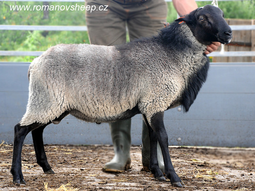 ROMANOV RAM