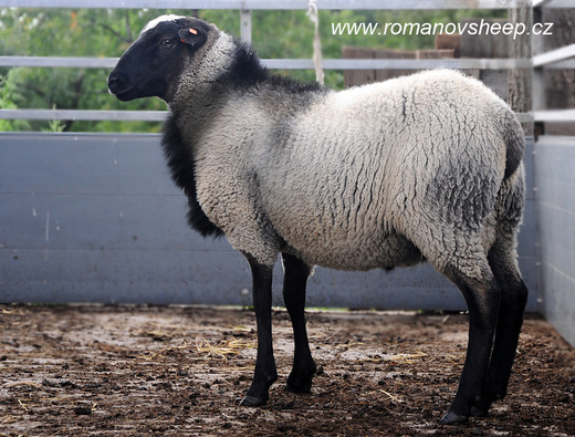 ROMANOV RAM