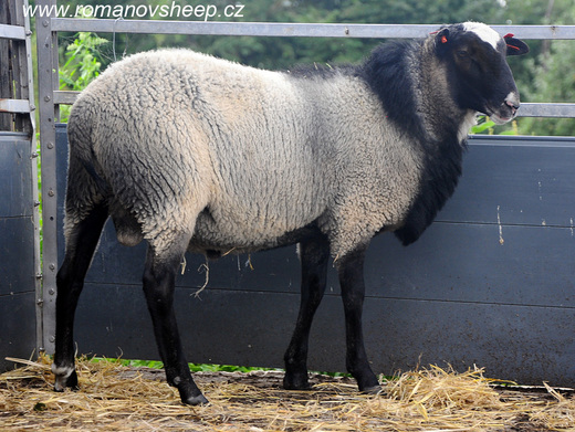 ROMANOV RAM
