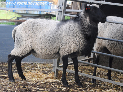 ROMANOV RAM