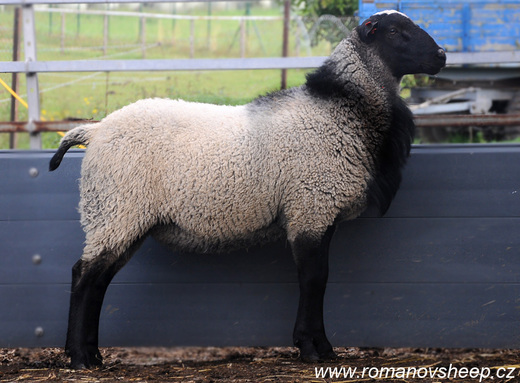 ROMANOV RAM