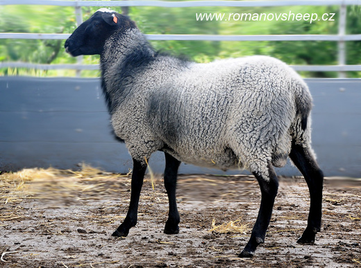 ROMANOV RAM