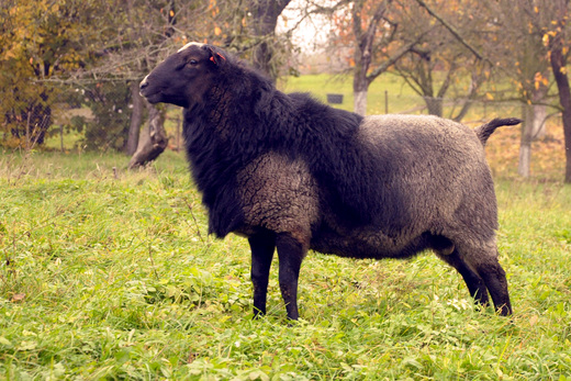 ROMANOV RAM