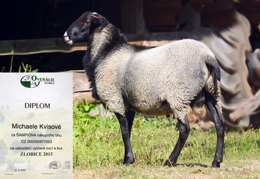 Best young ram Zlobice 2013