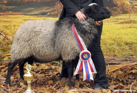 Paradise Russel, National Champion Senior Ram 2014