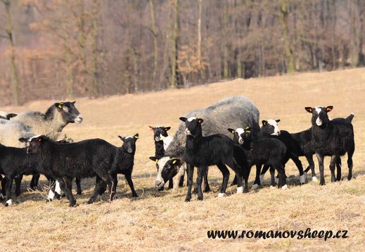 lambs Romanov sheep