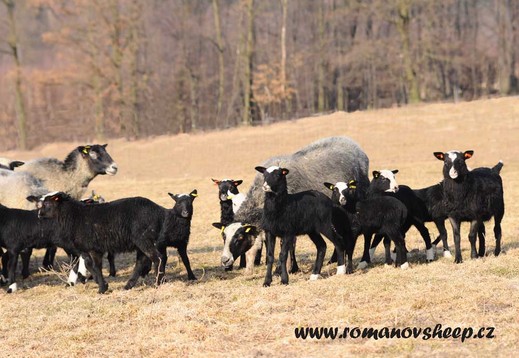 lambs Romanov sheep