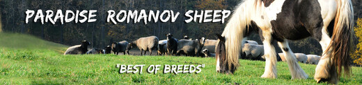 motiv paradise romanov sheep