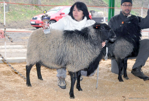 National Reserve Junior Champion Romanov Ram 2013