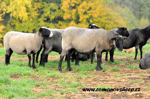 our ewes.jpg