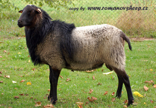 our ram Ramon.jpg