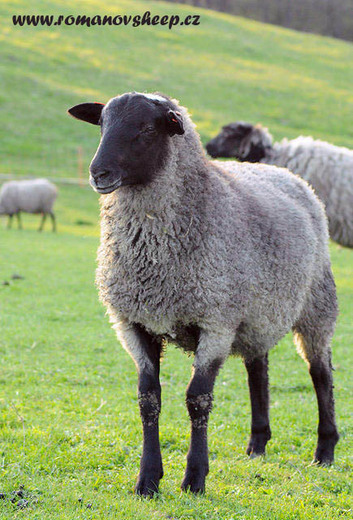 our Romanov ram 3 months old.jpg