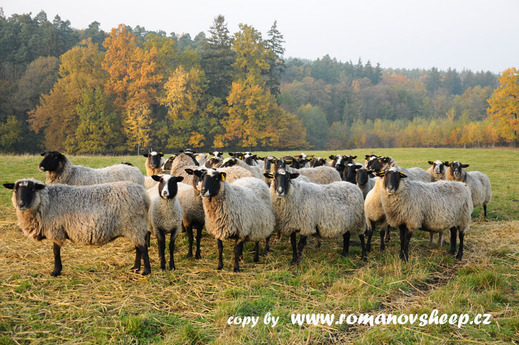 our Romanov sheep 1.jpg