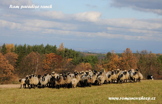 our Romanov sheep and Clun Forest sheep.jpg