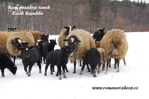 our Romanov sheep and lambs.jpg