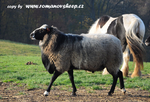 our Romanov sheep - he is sold to Hungary.jpg