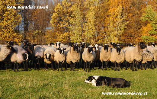 our Romanov sheep.jpg