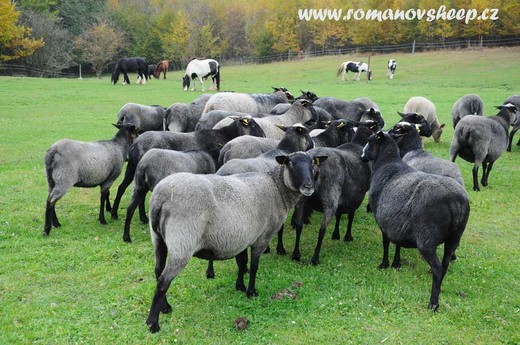 our sheep and horses.jpg