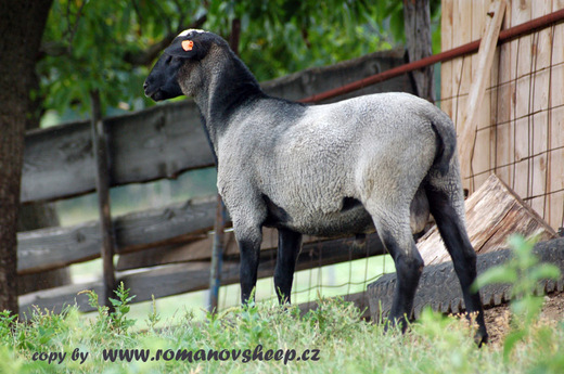 our young ram 5 month old.jpg