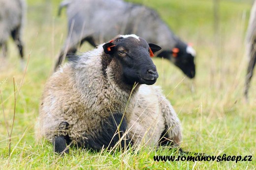 our young ram Ruslan - he was exported to Hungary.jpg