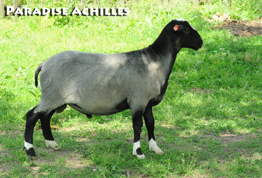 Paradise Achilles