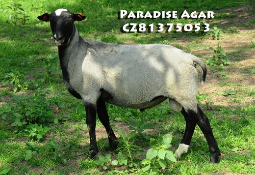 Paradise Agar