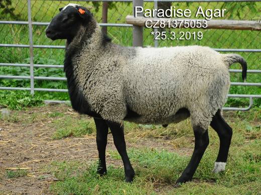 Paradise Agar