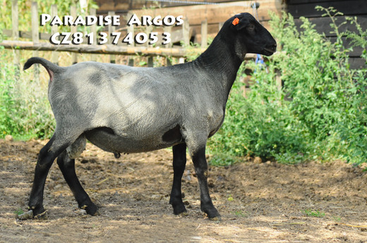 Paradise Argos