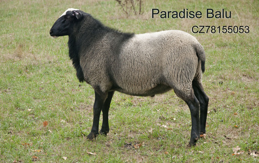 Paradise Balu
