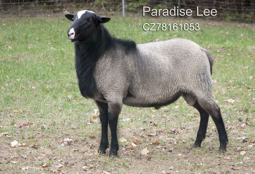 Paradise Lee