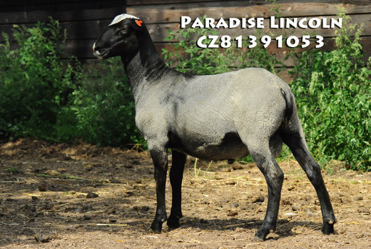 Paradise Lincoln