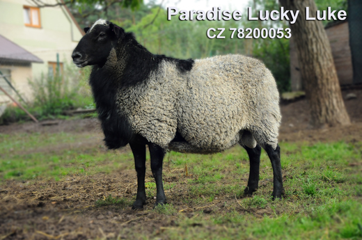 Paradise Lucky Luke