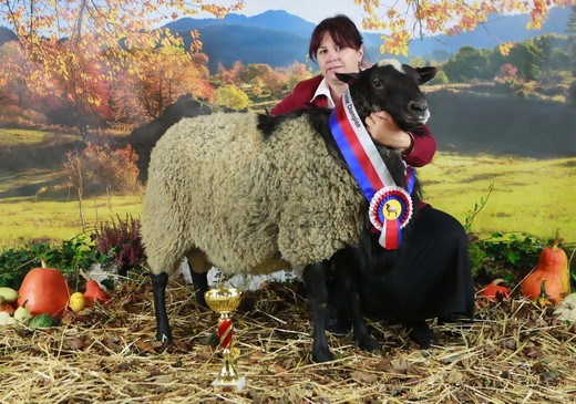 Paradise Lucky Luke; National Champion Senior Ram 2019