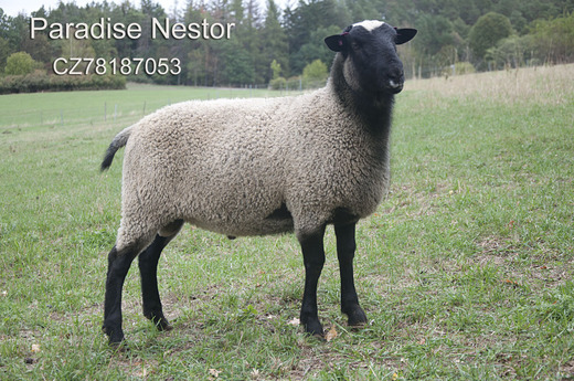 Paradise Nestor