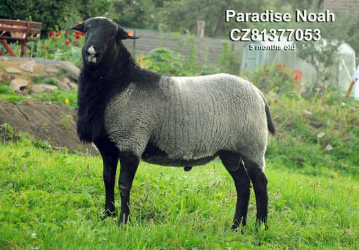 Paradise Noah