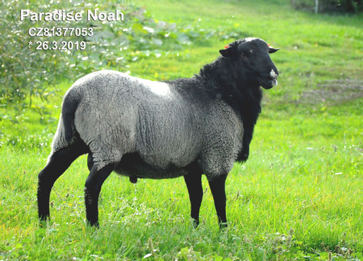 Paradise Noah