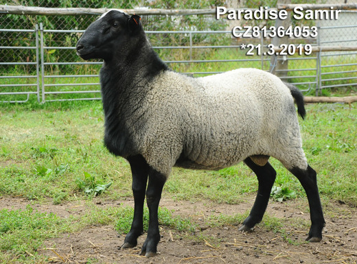 Paradise Samir