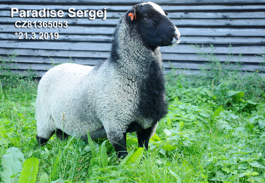 Paradise Sergej