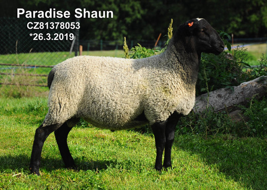 Paradise Shaun