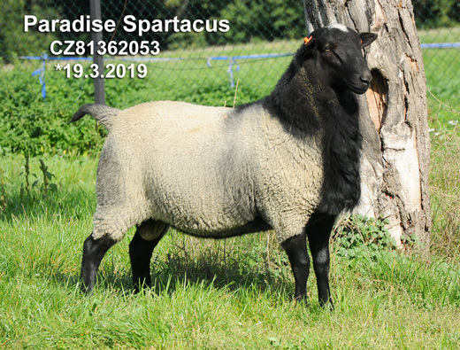 Paradise Spartacus