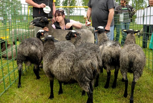 Paradise Ster, National Champion Ewe with lambs 2015